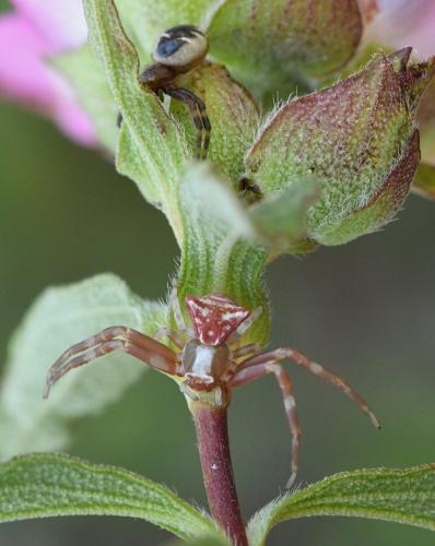 Thomisus onustus